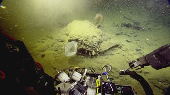 Media type: image;   Invertebrate Zoology 153111 Description: live specimen;